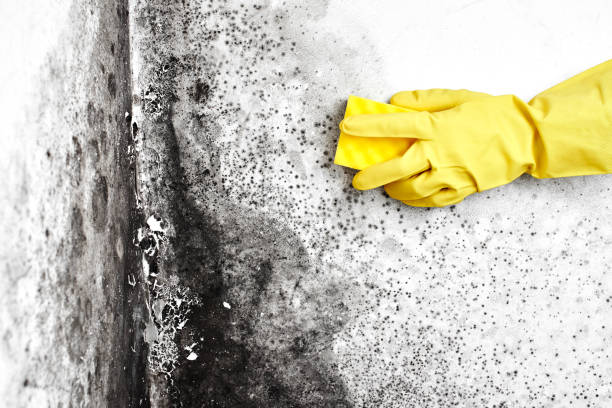 Best Basement Mold Removal  in Greensburg, LA