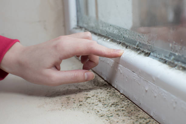 Mold Removal for HVAC Installations in Greensburg, LA