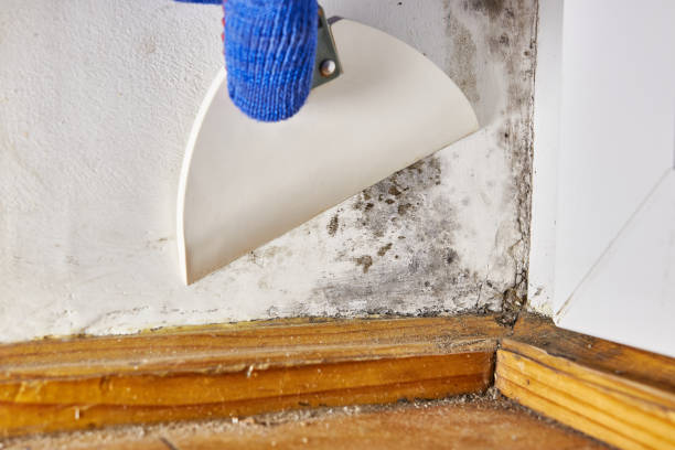 Best Crawl Space Mold Remediation  in Greensburg, LA