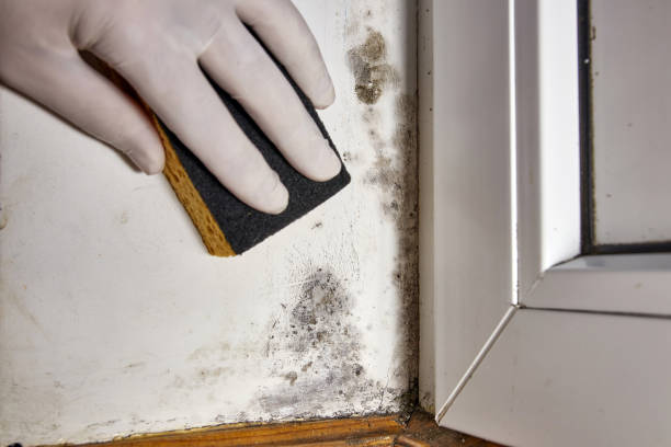 Best Real Estate Mold Inspection  in Greensburg, LA